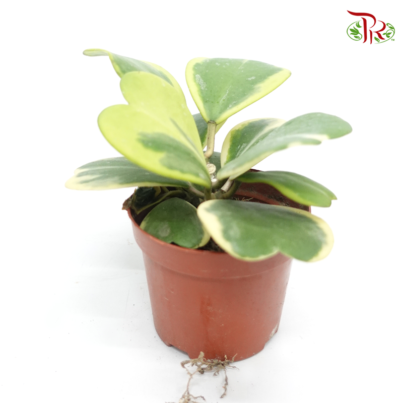 Hoya Kerrii Variegated 《心叶毬蘭锦》