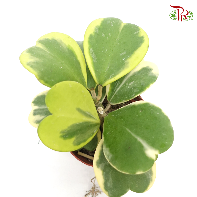 Hoya Kerrii Variegated 《心叶毬蘭锦》