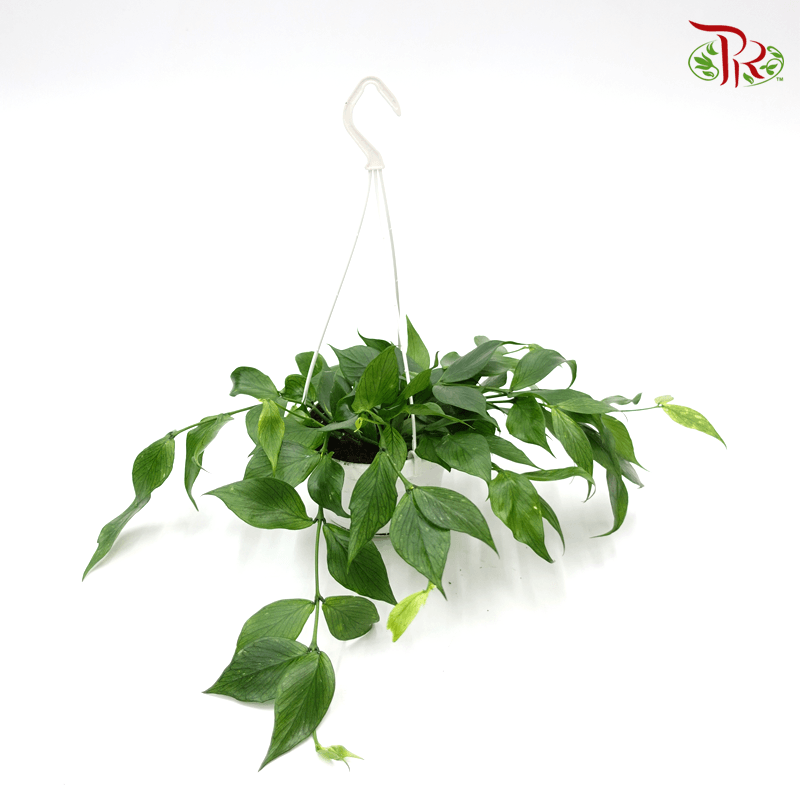Hoya Polyneura 《多脉毬蘭》-Pudu Ria Florist-prflorist.com.my