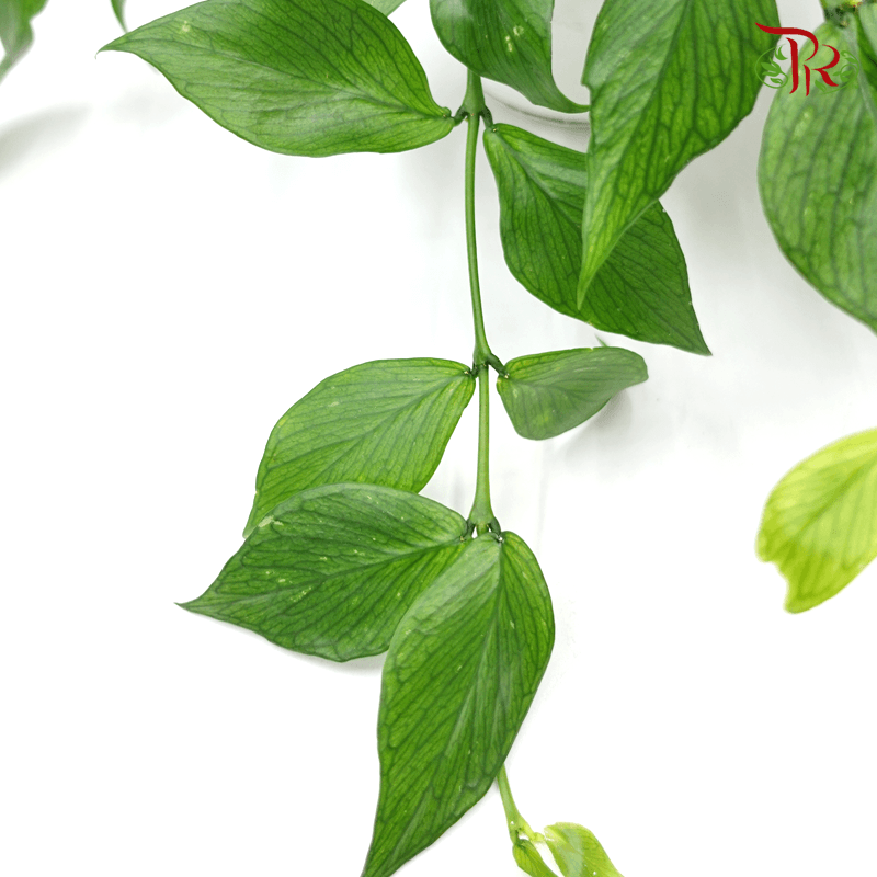 Hoya Polyneura 《多脉毬蘭》-Pudu Ria Florist-prflorist.com.my