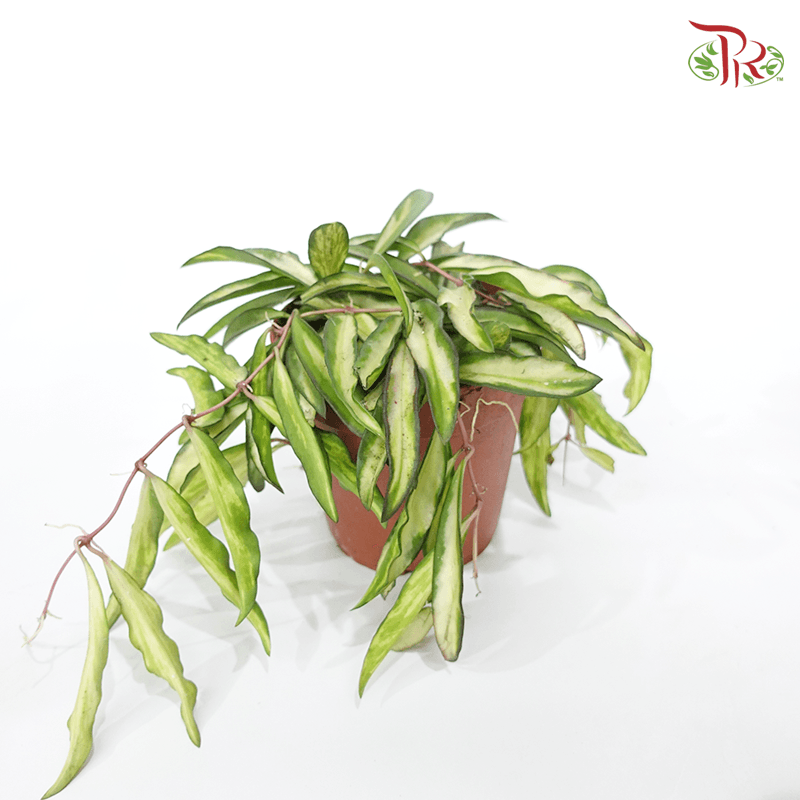 Hoya Wayetii Variegated 《威特球兰锦》-Pudu Ria Florist-prflorist.com.my
