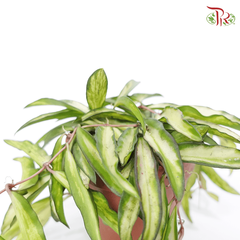 Hoya Wayetii Variegated 《威特球兰锦》-Pudu Ria Florist-prflorist.com.my