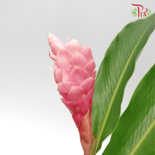 HW - Alpinia / Ginger Pink - (M) (10 Stems)-Pink-Malaysia-prflorist.com.my