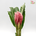 HW - Alpinia / Ginger Pink - (M) (10 Stems)-Pink-Malaysia-prflorist.com.my