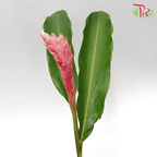 HW - Alpinia / Ginger Pink - (M) (10 Stems)-Pink-Malaysia-prflorist.com.my