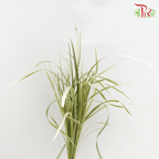 HW - Beargrass White Leaf (Ophiopogon)-Malaysia-prflorist.com.my