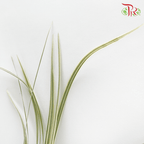 HW - Beargrass White Leaf (Ophiopogon)-Malaysia-prflorist.com.my