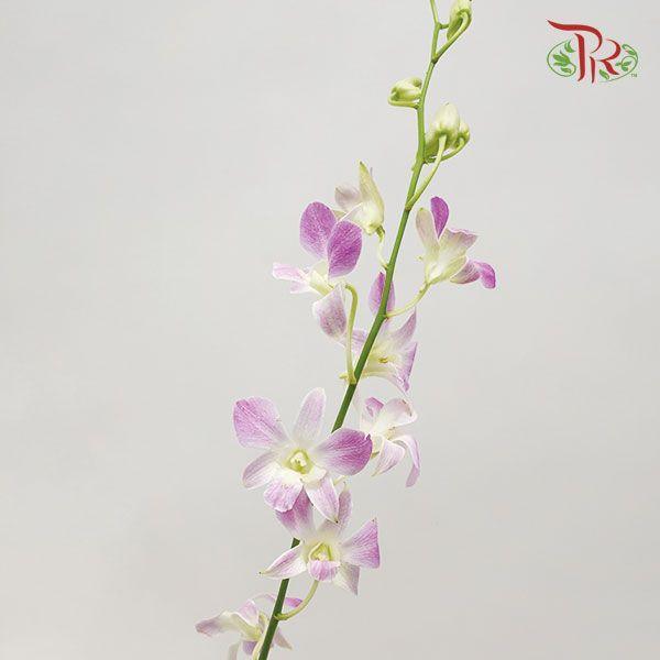 HW - Dendrobium - Orchid Lucy Pink (L) (5 Stems)-Purple-Malaysia-prflorist.com.my