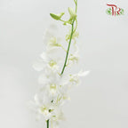 HW - Dendrobium - Orchid White (SS) (5 Stems)-White-Malaysia-prflorist.com.my