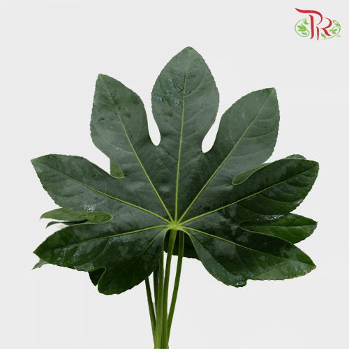 HW - Fatsia Leaf - S (9-10 Stems)-Malaysia-prflorist.com.my