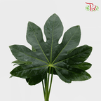 HW - Fatsia Leaf - S (9-10 Stems)-Malaysia-prflorist.com.my