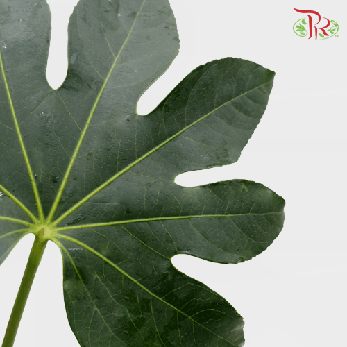 HW - Fatsia Leaf - S (9-10 Stems)-Malaysia-prflorist.com.my