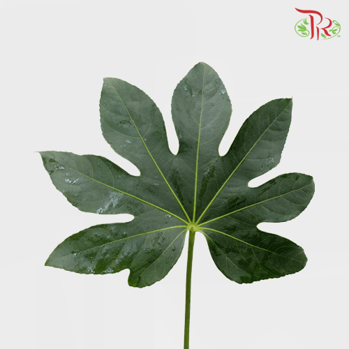HW - Fatsia Leaf - S (9-10 Stems)-Malaysia-prflorist.com.my