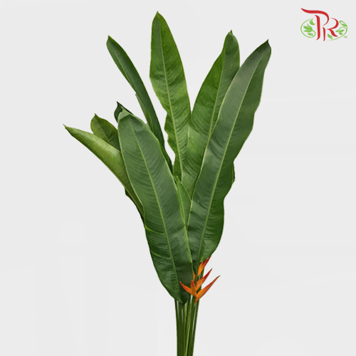 HW - Heliconia - (5 Stems)-Malaysia-prflorist.com.my