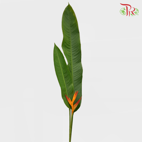 HW - Heliconia - (5 Stems)-Malaysia-prflorist.com.my