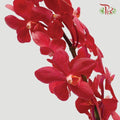 HW - Mokara Hassan Orchid (SS) - Red (5 Stems)-Red-Malaysia-prflorist.com.my