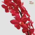 HW - Mokara Hassan Orchid (SS) - Red (5 Stems)-Red-Malaysia-prflorist.com.my