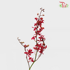 HW - Orchid Anora Red (Five Friendship) - (5 Stems) - S-Red-Malaysia-prflorist.com.my