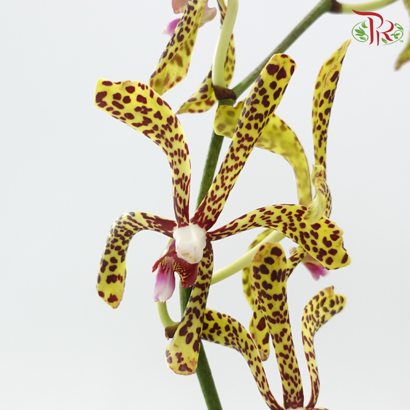 HW Orchid Aranda Green Tiger (L)- (5 Stems)-Yellow-Pink-Pudu Ria Florist-prflorist.com.my