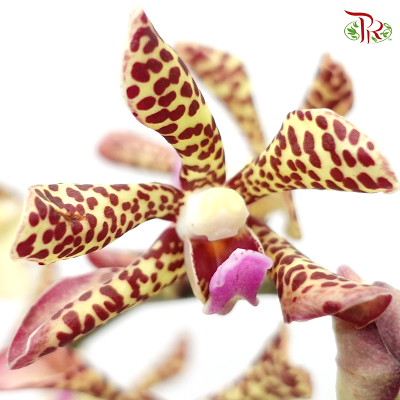 HW Orchid Aranda Yellow Tiger (XS) (5 Stems)-Yellow-Pink-Pudu Ria Florist-prflorist.com.my