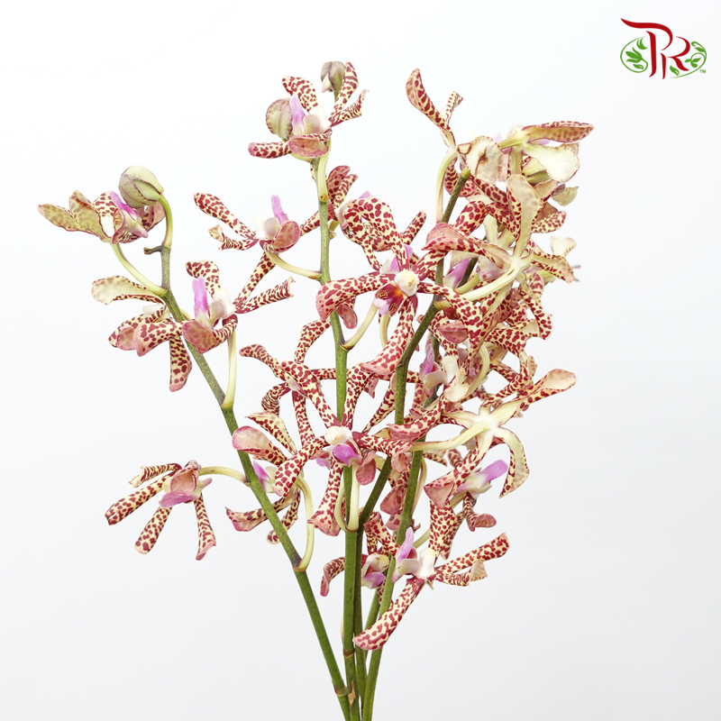 HW Orchid Aranda Yellow Tiger (XS) (5 Stems)-Yellow-Pink-Pudu Ria Florist-prflorist.com.my