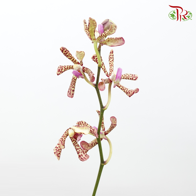 HW Orchid Aranda Yellow Tiger (XS) (5 Stems)-Yellow-Pink-Pudu Ria Florist-prflorist.com.my
