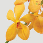 HW - Orchid Bright Mokara (SS) - Orange (5 Stems)-Orange-Malaysia-prflorist.com.my