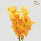 HW - Orchid Bright Mokara (SS) - Orange (5 Stems)-Orange-Malaysia-prflorist.com.my