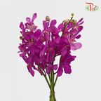 HW - Orchid Mokara - Cherry Pink (M) (5 Stems)-Pink-Malaysia-prflorist.com.my