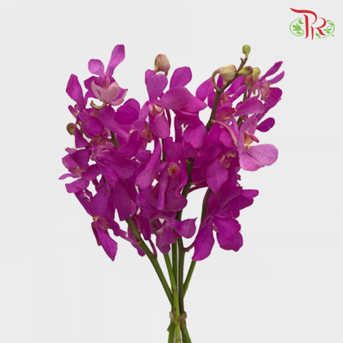 HW - Orchid Mokara - Cherry Pink (M) (5 Stems)-Pink-Malaysia-prflorist.com.my