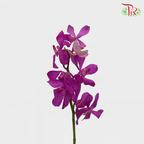 HW - Orchid Mokara - Cherry Pink (M) (5 Stems)-Pink-Malaysia-prflorist.com.my