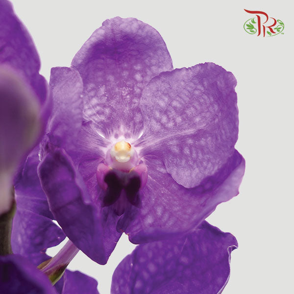HW - Orchid Vanda Blue (SS) (Per Stem)-Pudu Ria Florist-prflorist.com.my