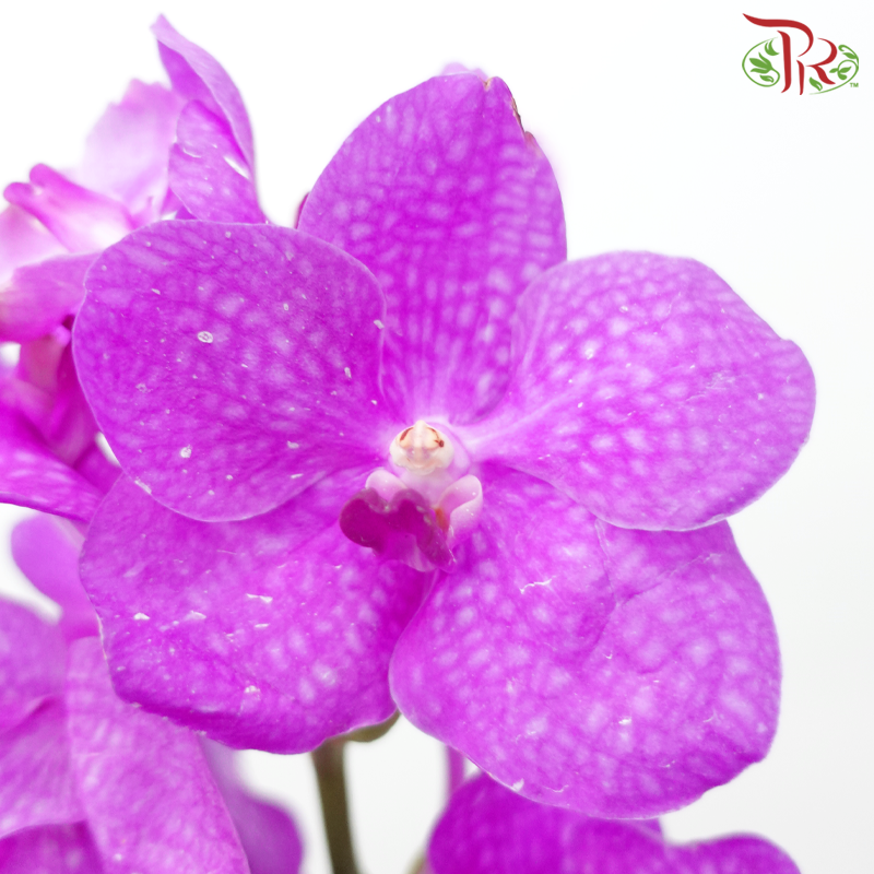 HW Orchid Vanda - Cherry Pink (L) (Per Stem)-Cherry Pink-Pudu Ria Florist-prflorist.com.my