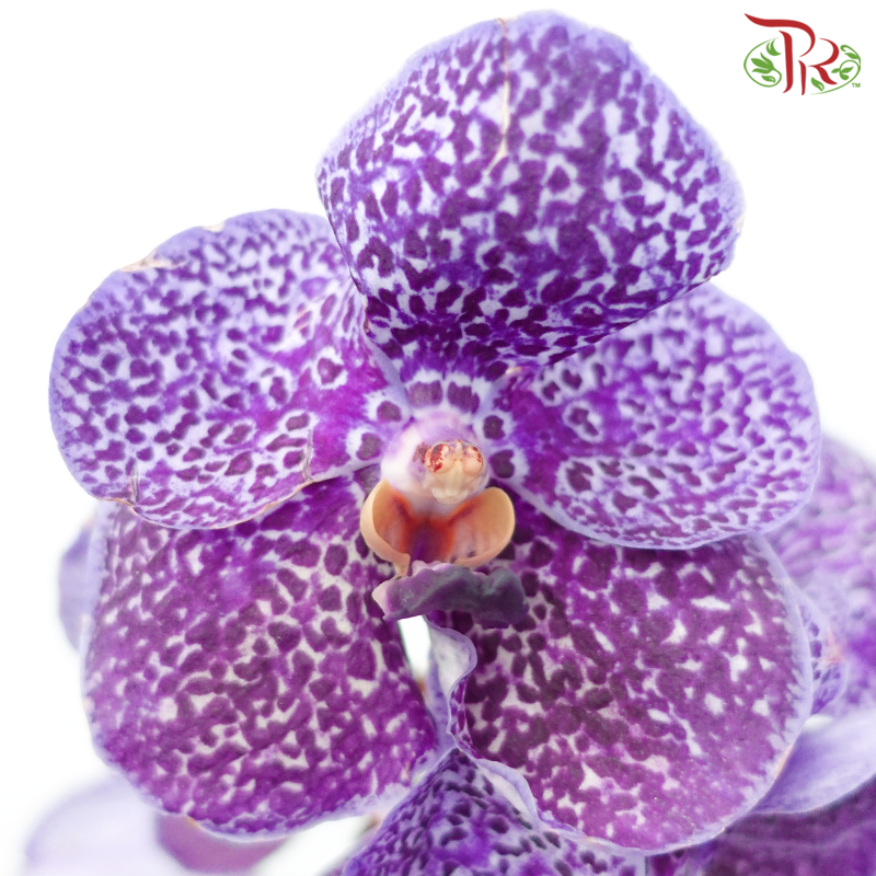 HW Orchid Vanda - Purple With Dots (L) (Per Stem)-Purple With Dots-Pudu Ria Florist-prflorist.com.my