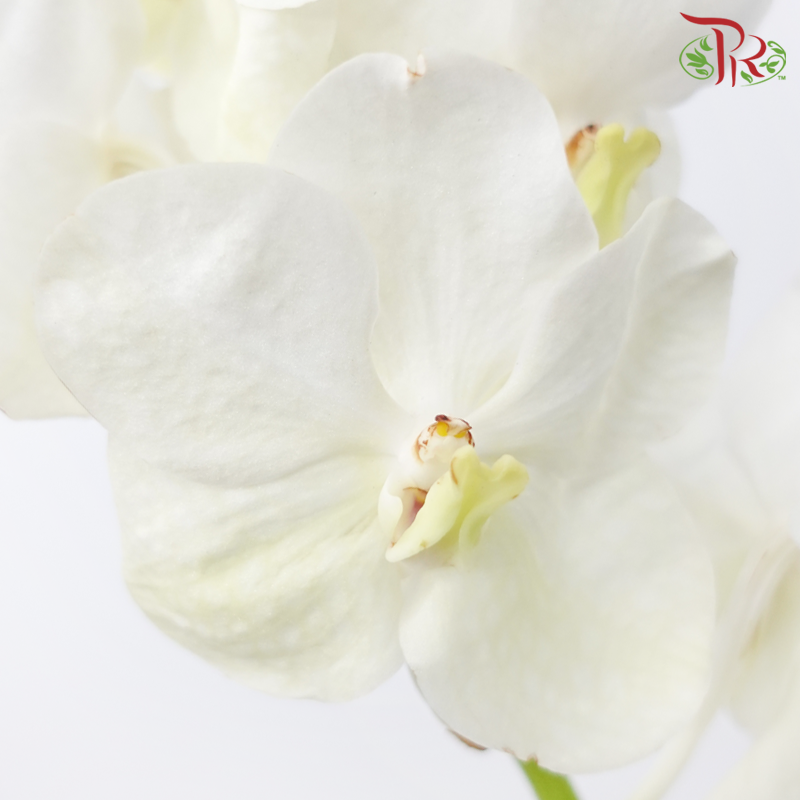 HW Orchid Vanda - White (L) (Per Stem)-White-Pudu Ria Florist-prflorist.com.my