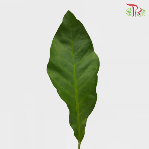 HW - Rainforest (S)-Malaysia-prflorist.com.my
