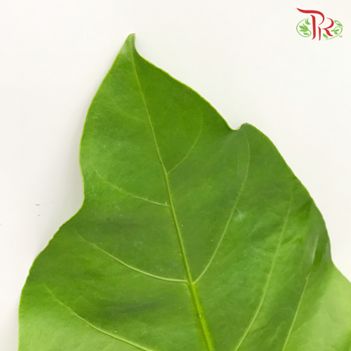 HW - Rainforest (S)-Malaysia-prflorist.com.my