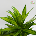 HW - Song Of Jamaica (SOJ) - (5 Stems)-Malaysia-prflorist.com.my