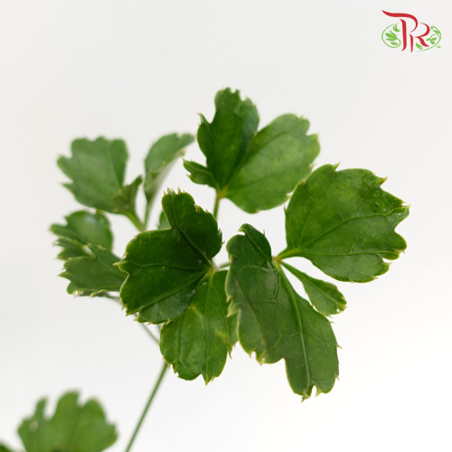 HW - Tea leaf (Polyscias) - Round (9-10 Stems)-Malaysia-prflorist.com.my