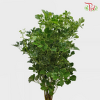 HW - Tea leaf (Polyscias) - Round (9-10 Stems)-Malaysia-prflorist.com.my