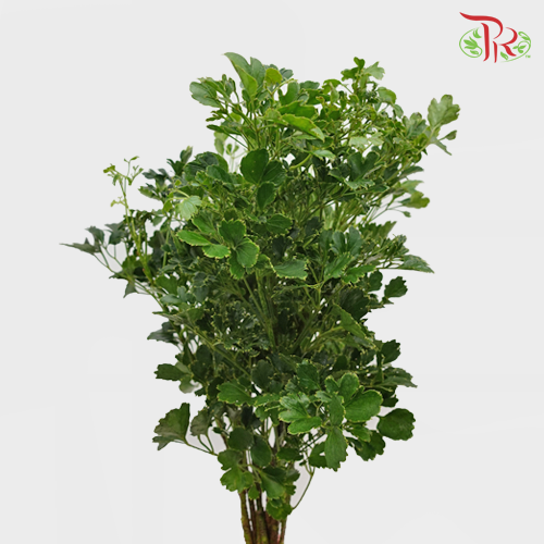 HW - Tea leaf (Polyscias) - Round (9-10 Stems)-Malaysia-prflorist.com.my
