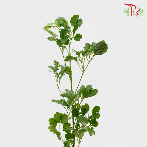 HW - Tea leaf (Polyscias) - Round (9-10 Stems)-Malaysia-prflorist.com.my