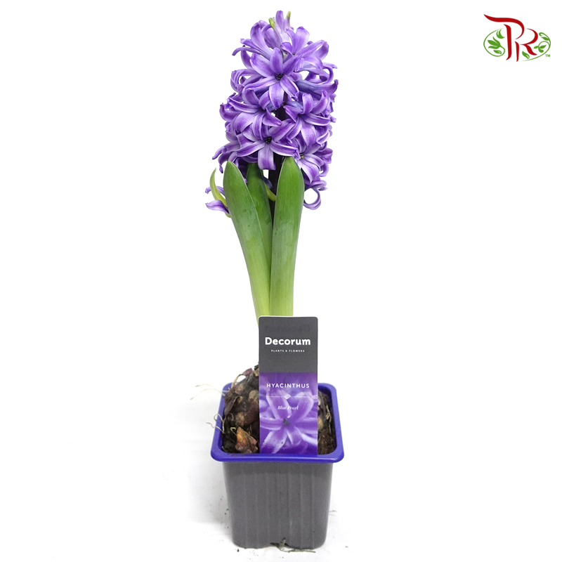 Hyacinthus 1PP - 《风信子》-Blue Pearl-Pudu Ria Florist-prflorist.com.my