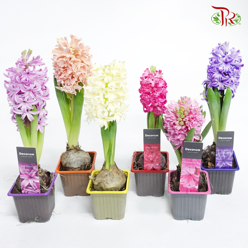 Hyacinthus 1PP - 《风信子》-Pudu Ria Florist-prflorist.com.my