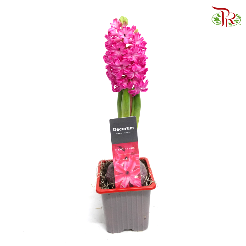 Hyacinthus 1PP - 《风信子》-Pudu Ria Florist-prflorist.com.my