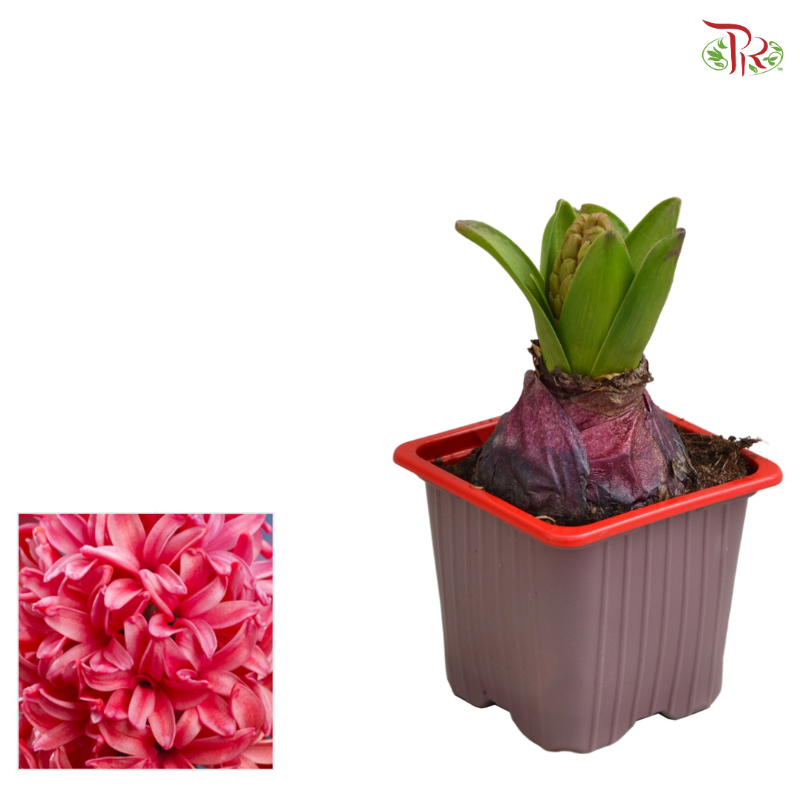 Hyacinthus 1PP - 《风信子》-Red Glory-Pudu Ria Florist-prflorist.com.my