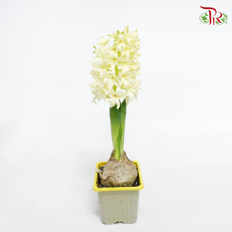 Hyacinthus 1PP - 《风信子》-Yellow Stone-Pudu Ria Florist-prflorist.com.my