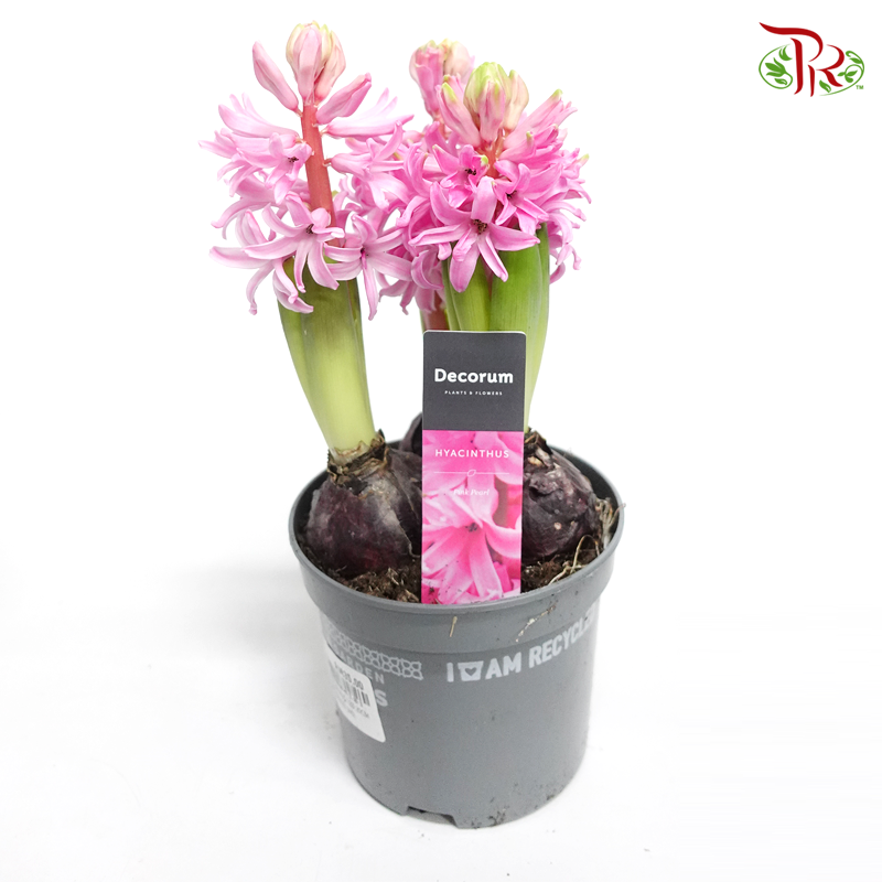Hyacinthus 3PP- 《风信子》-Pink Pearl-Pudu Ria Florist-prflorist.com.my