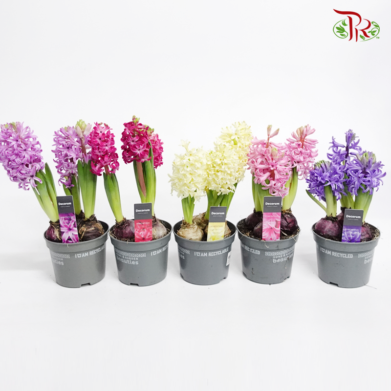 Hyacinthus 3PP- 《风信子》-Pudu Ria Florist-prflorist.com.my