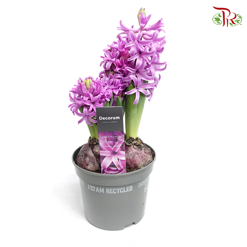 Hyacinthus 3PP- 《风信子》-Purple Sensation-Pudu Ria Florist-prflorist.com.my